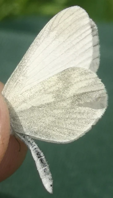 Leptidea sinapis - mustárlepke
