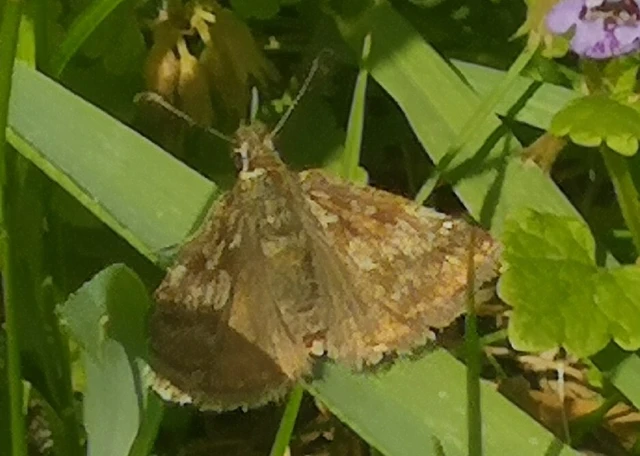 Erynnis tages - cigánylepke