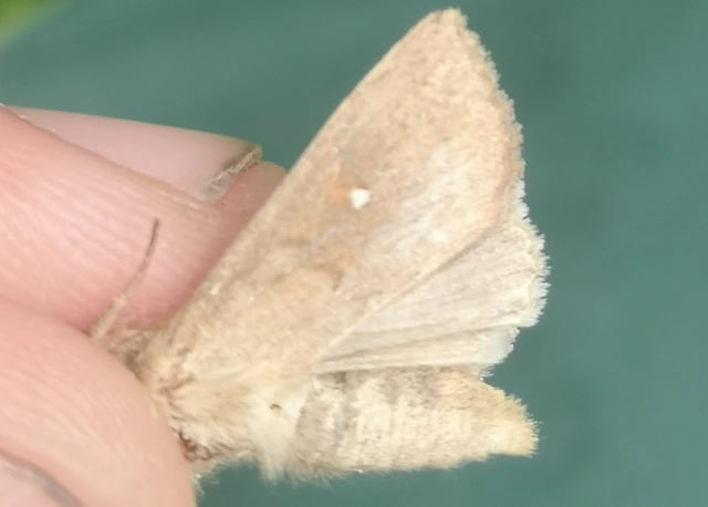 Mythimna albipuncta - fehérpettyes rétibagoly