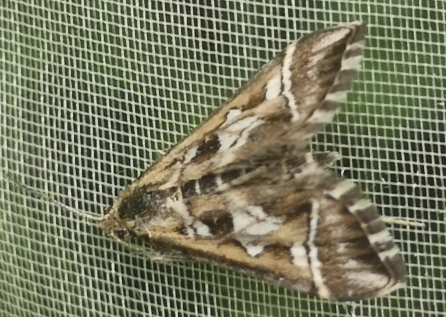 Diasemia reticularis - betűmintás tűzmoly