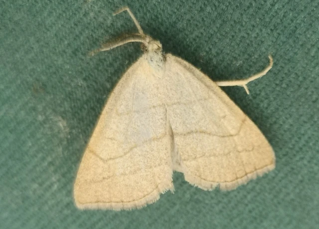 Polypogon tentacularia - sötétaljú karcsúbagoly