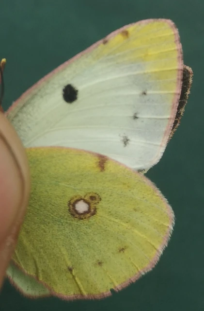 Colias
