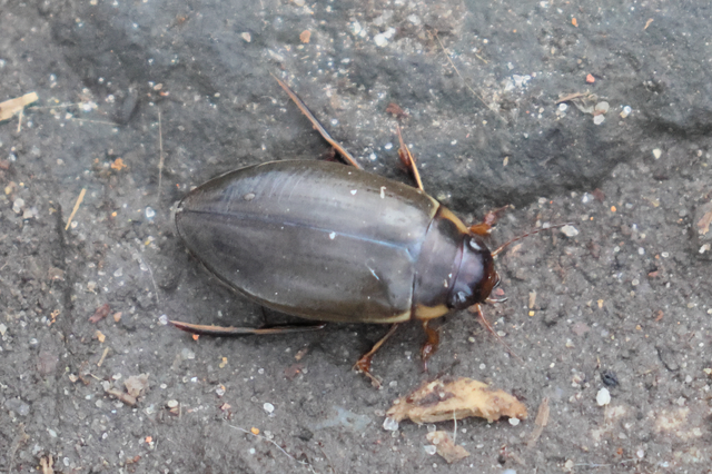 Colymbetes fuscus - gyakori recéscsíkbogár