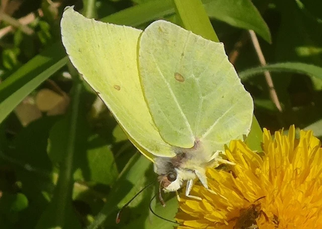 Gonepteryx rhamni - citromlepke