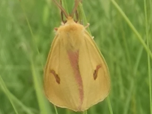 Diacrisia sannio - vörösszélű medvelepke
