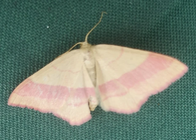 Rhodostrophia vibicaria - pirosszélű araszoló