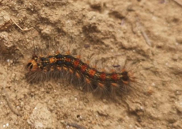 Lymantria dispar - gyapjaslepke
