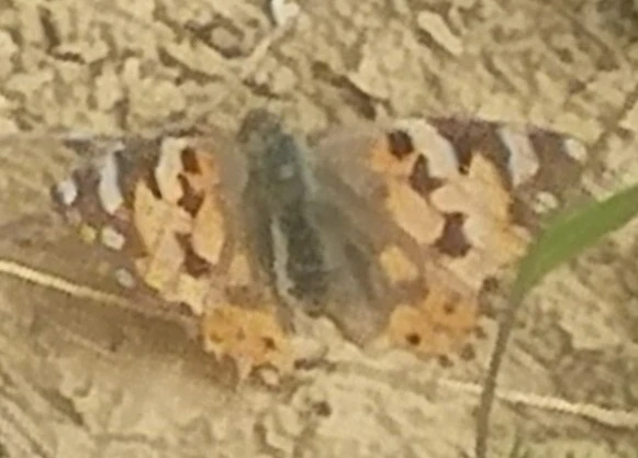 Vanessa cardui - bogáncslepke