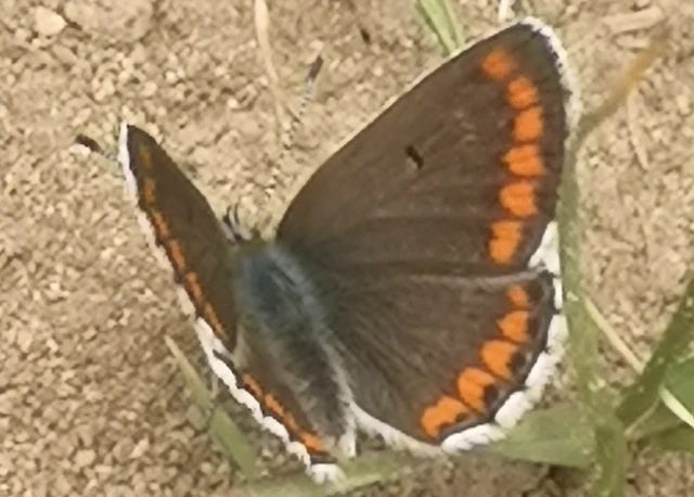 Aricia agestis - szerecsenboglárka