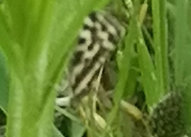 Emmelia trabealis - zebrabagoly