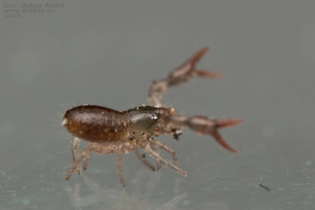 Neobisiidae