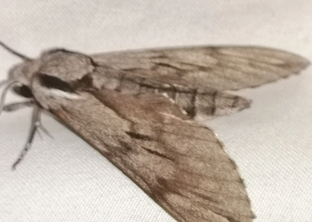 Hyloicus pinastri - fenyőszender