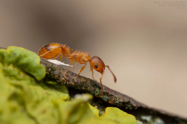 Temnothorax turcicus - sárga kéreghangya