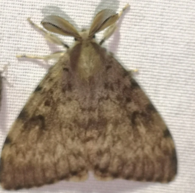 Lymantria dispar - gyapjaslepke