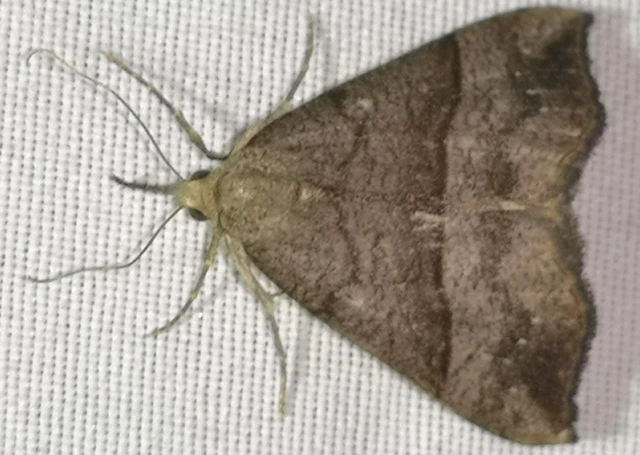 Hypena proboscidalis - ormányos karcsúbagoly