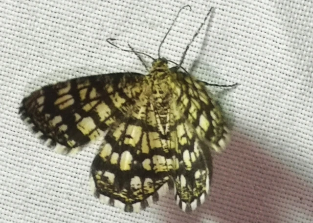 Chiasmia clathrata - rácsos rétiaraszoló