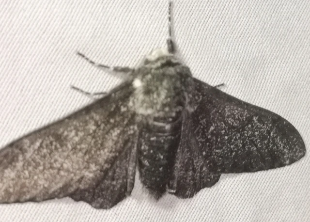 Biston betularia - szürkepettyes araszoló
