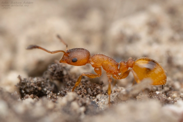 Temnothorax unifasciatus - gyűrűs kéreghangya