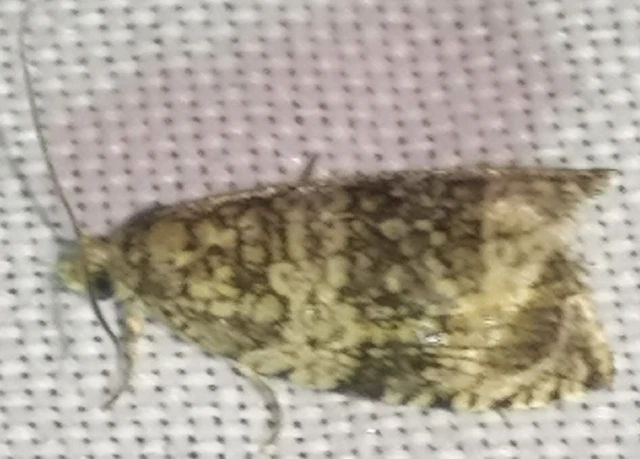 Celypha lacunana - vízparti tükrösmoly