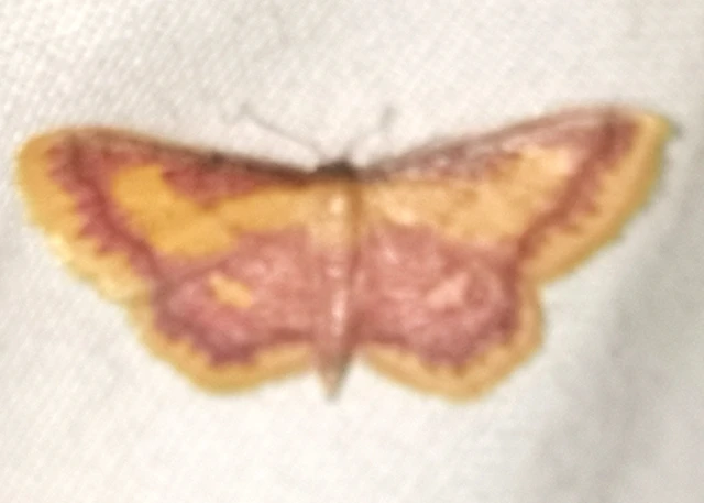 Idaea muricata - mocsári pirosaraszoló