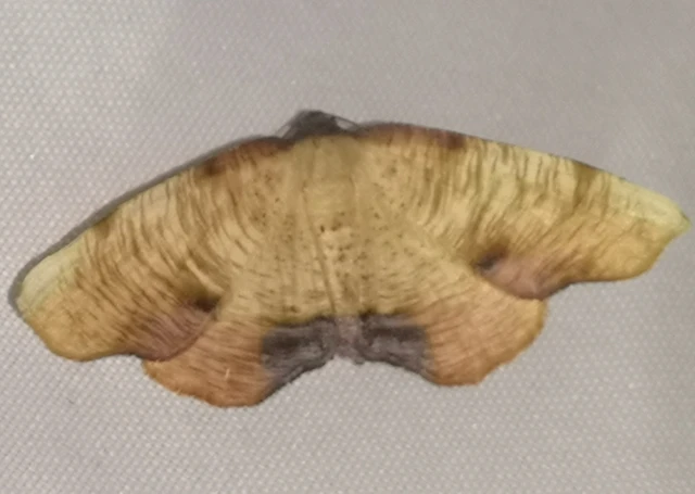 Plagodis dolabraria - baltaszárnyú araszoló