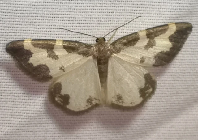 Lomaspilis marginata - szegélyes nyárfaaraszoló