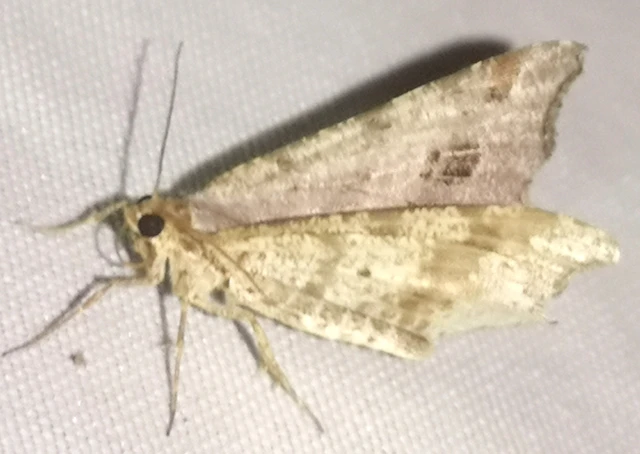 Macaria alternata - közönséges szürkearaszoló