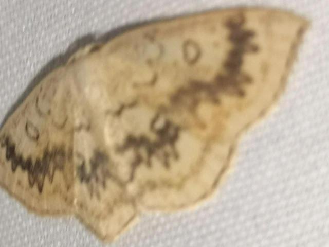 Cyclophora annularia - gyűrűs pettyesaraszoló