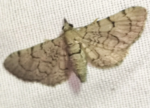 Eupithecia silenicolata - habszegfű-törpearaszoló