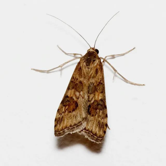Nomophila noctuella - közönséges vándormoly