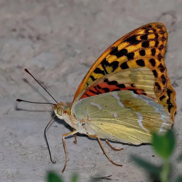 Argynnis pandora - zöldes gyöngyházlepke
