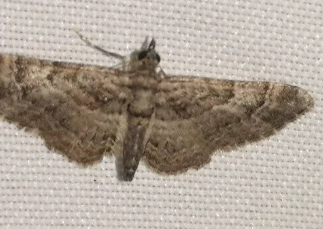 Gymnoscelis rufifasciata - vöröscsíkos törpearaszoló