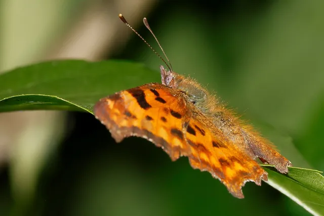 Nymphalis c-album - C-betűs lepke