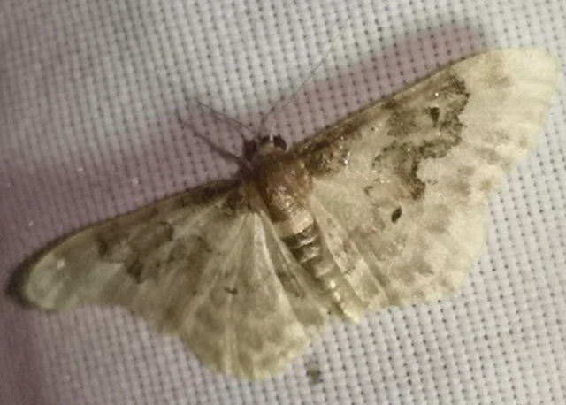 Idaea rusticata - tarka apróaraszoló