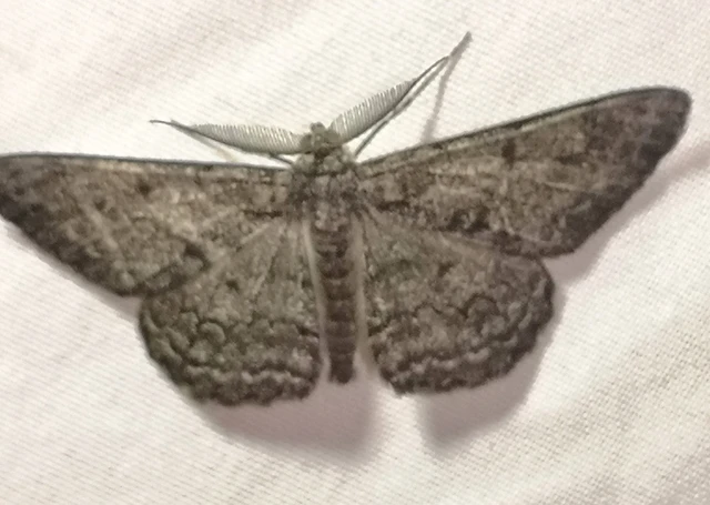 Hypomecis roboraria - nagy tölgyfaaraszoló
