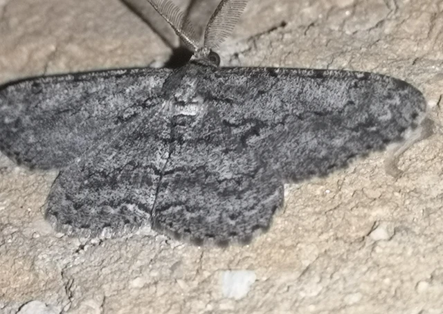 Hypomecis roboraria - nagy tölgyfaaraszoló