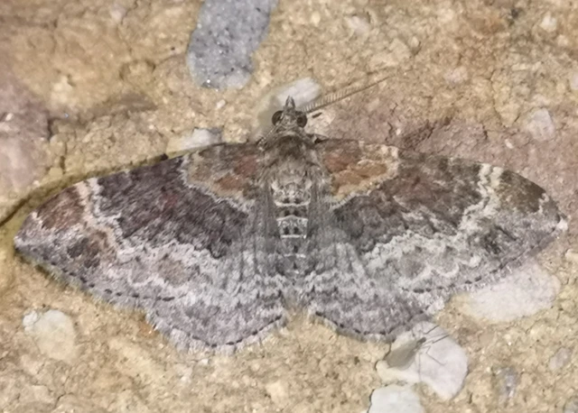 Xanthorhoe spadicearia - sávos tarkaaraszoló