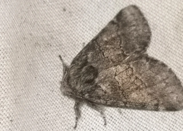 Gluphisia crenata - kormos púposszövő