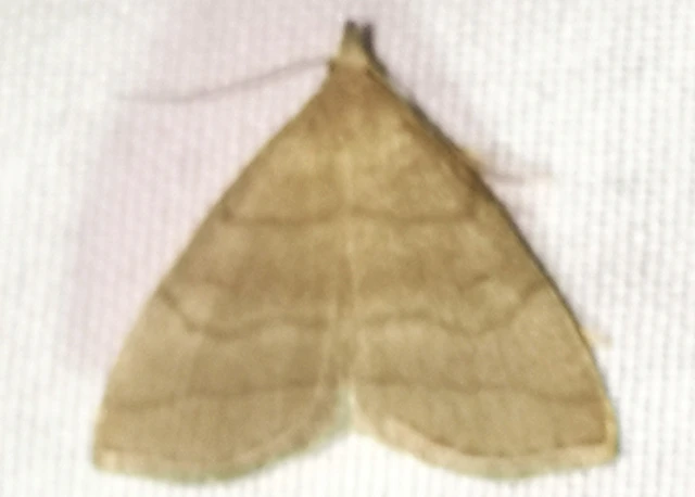 Herminia tarsicrinalis - szőröslábú karcsúbagoly