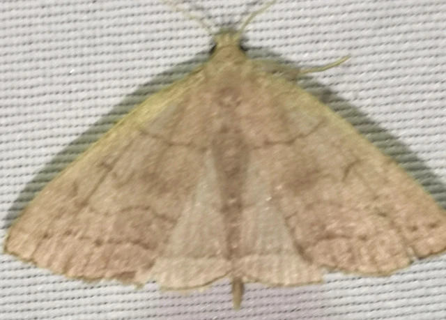Herminia tarsicrinalis - szőröslábú karcsúbagoly