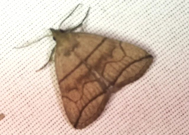 Herminia grisealis - ligeti karcsúbagoly