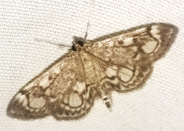 Anania coronata - koronás dudvamoly