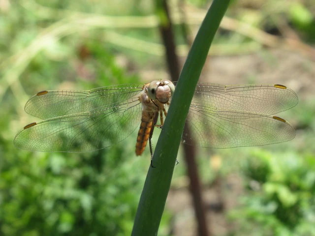Orthetrum brunneum - pataki pásztorszitakötő