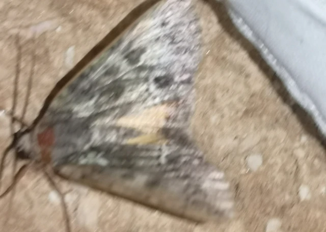 Polyphaenis sericata - selyemfényű erdeibagoly