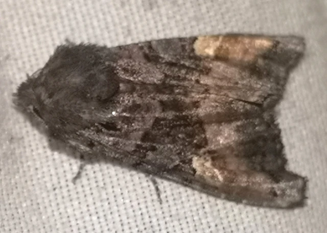 Euplexia lucipara - szeder-csipkésbagoly