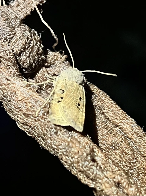 Conistra rubiginosa - szürke télibagoly