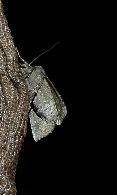 Conistra ligula - hegyesszárnyú őszibagoly