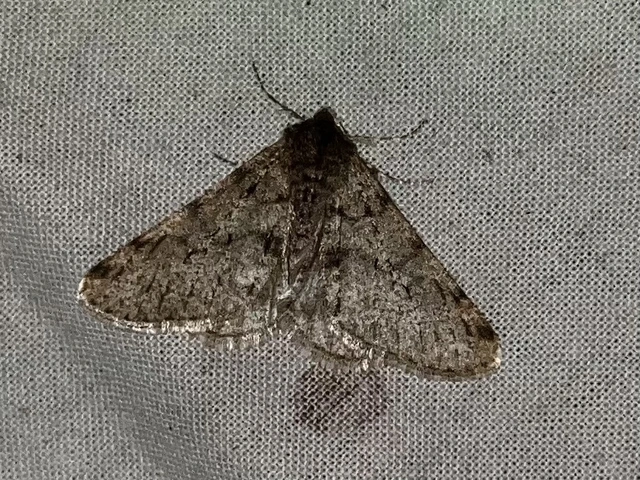 Apocheima pilosaria - zöldes tavasziaraszoló