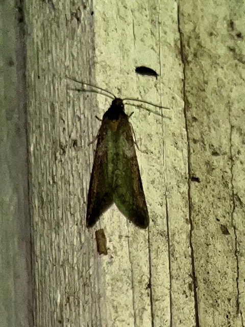 Tortricodes alternella - tavaszi sodrómoly