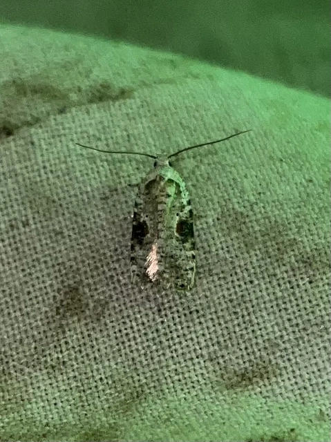 Agonopterix